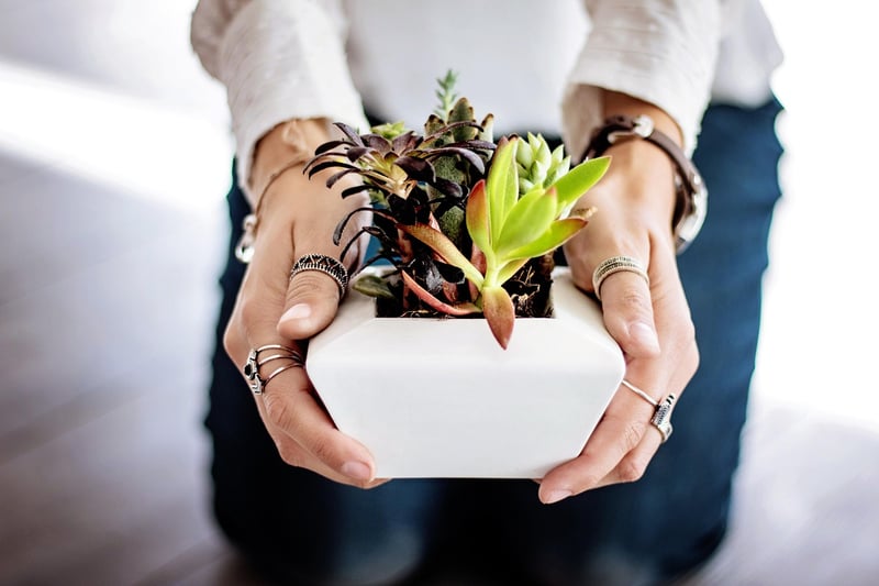 Witchy Plant Care