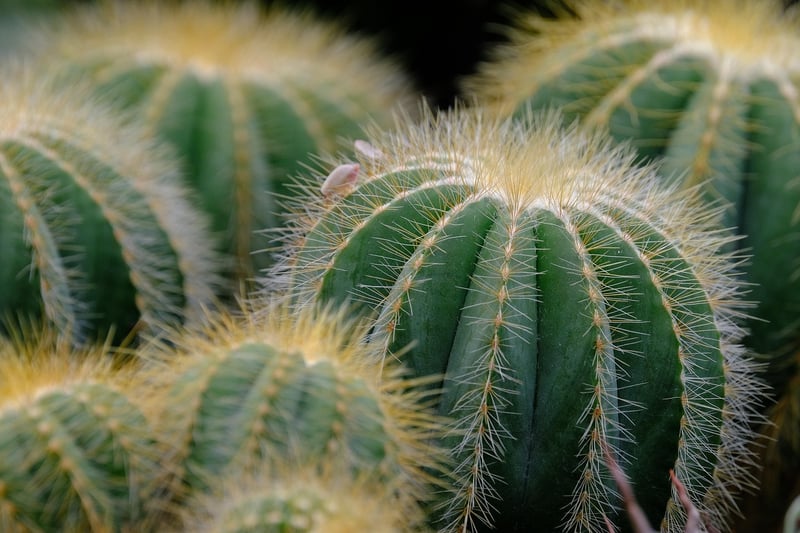Dragon's Blood Succulent